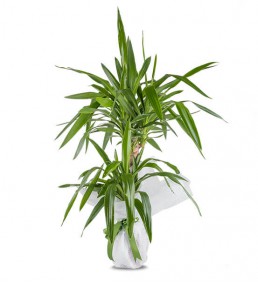 Tropic  Yucca Saksı Çiçeği